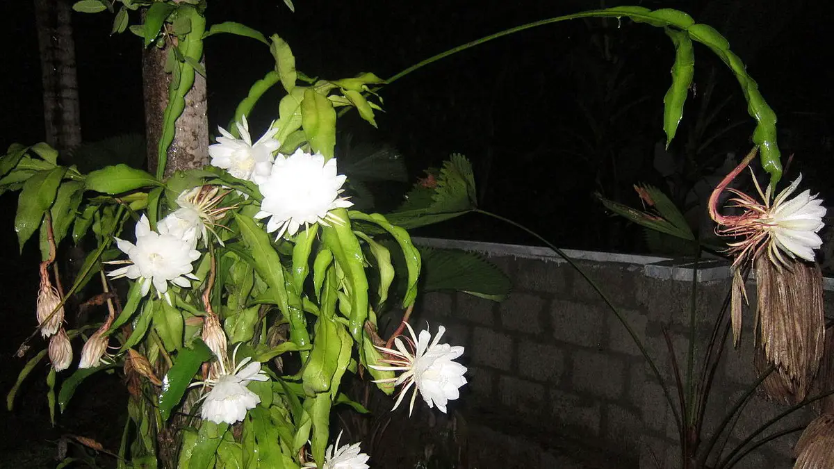 Epiphyllum oxypetalum