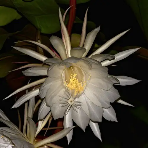 Epiphyllum oxypetalum fleur