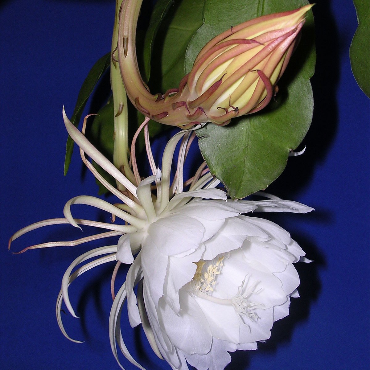 Epiphyllum oxypetalum (Berceau de Moïse) entretien, culture, etc. Cactus Encyclo