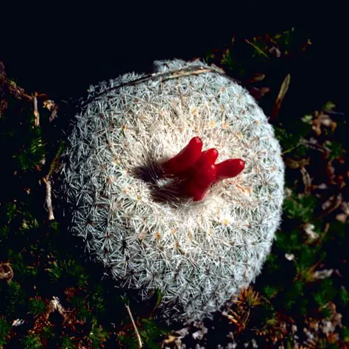 Fruit de l'Epithelantha