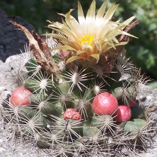 Escobaria missouriensis