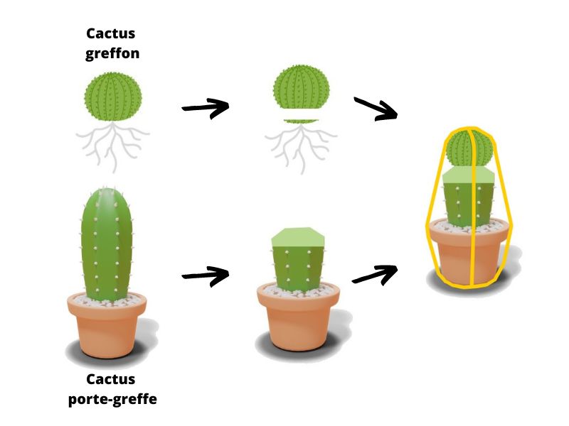 Etapes greffage cactus