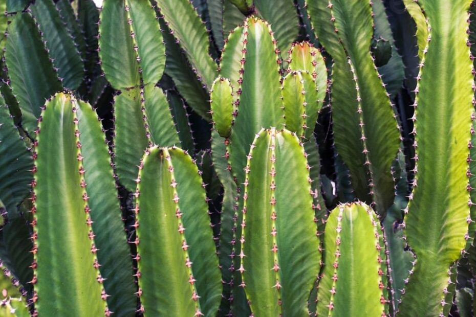 Euphorbe intérieur extérieur