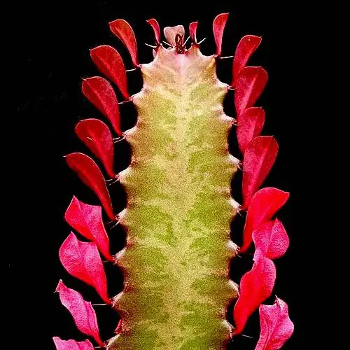 Euphorbe trigona 'Rubra'