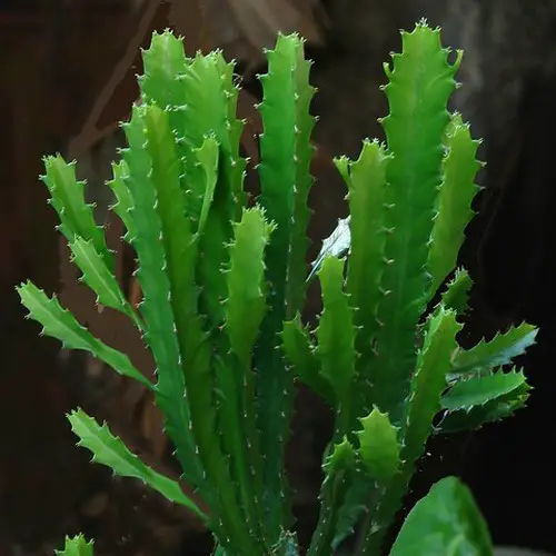 Feuilles d'Euphorbia trigona