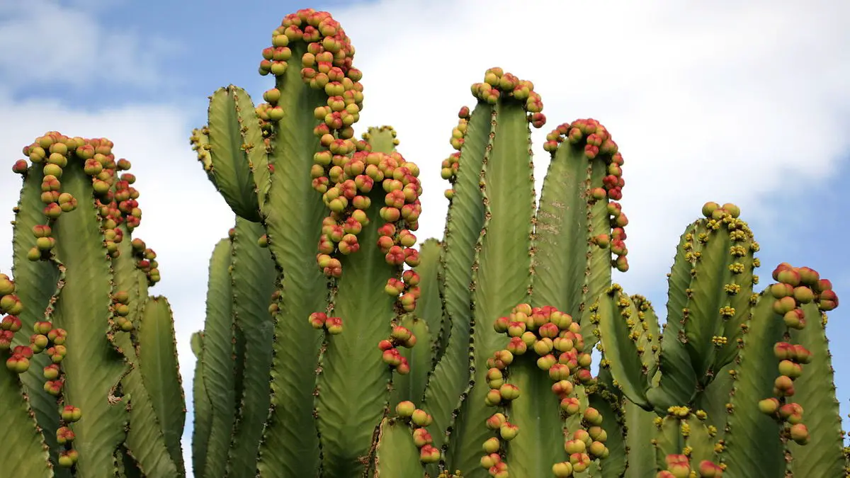 Euphorbe