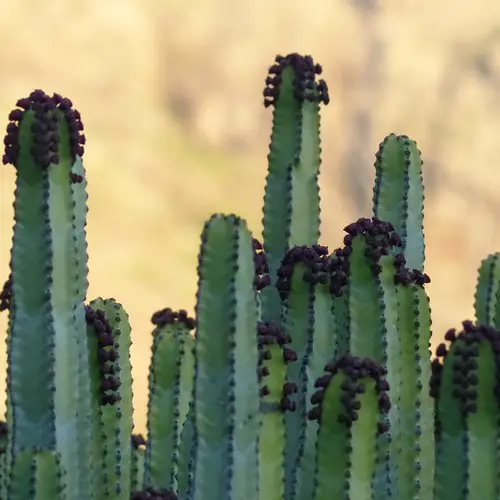 Euphorbe canariensis