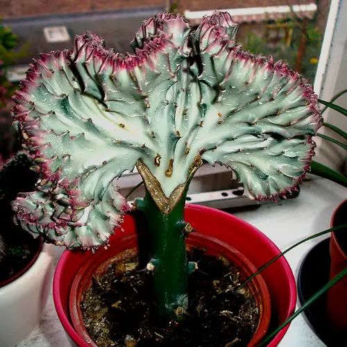 Euphorbia lactea f. cristata variegata