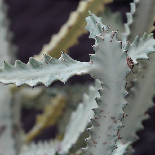 Euphorbia lactea 'White Ghost'