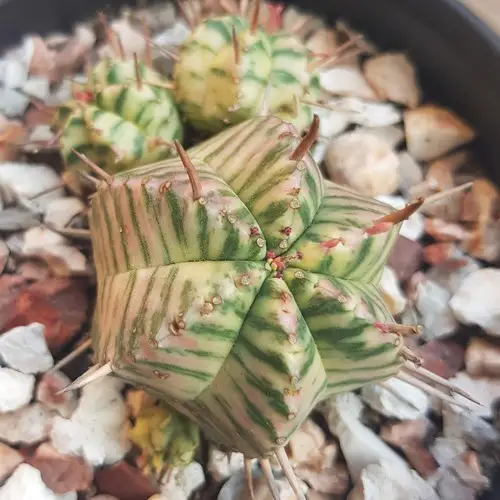 Euphorbia meloformis variegata