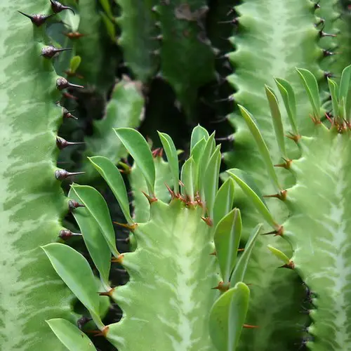 Euphorbia trigona