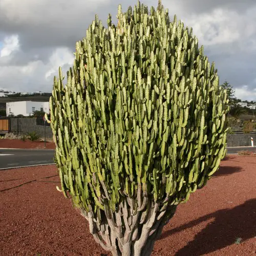 Euphorbia trigona dans la nature