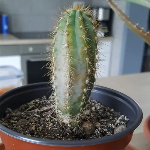 Cactus trop arrosé