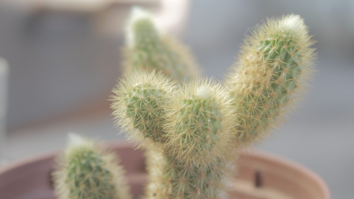 Exposition, lumière et soleil chez les cactus Cactus Encyclo