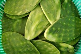 Cactus comestible