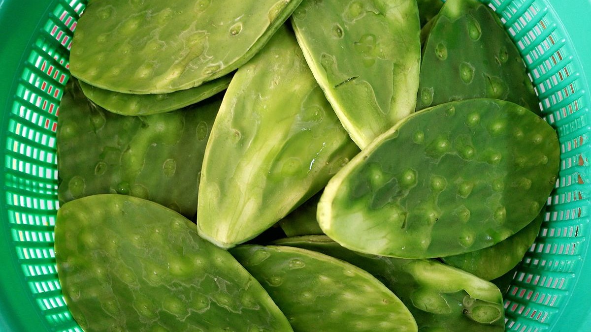 Cactus comestible