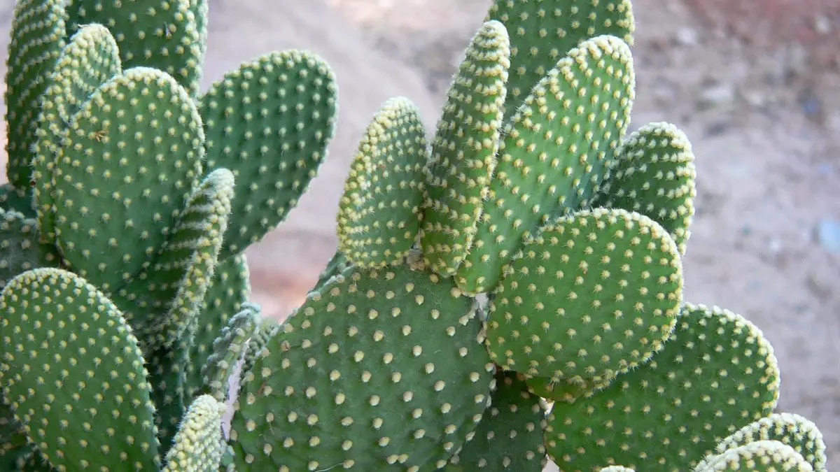 Opuntia microdasys