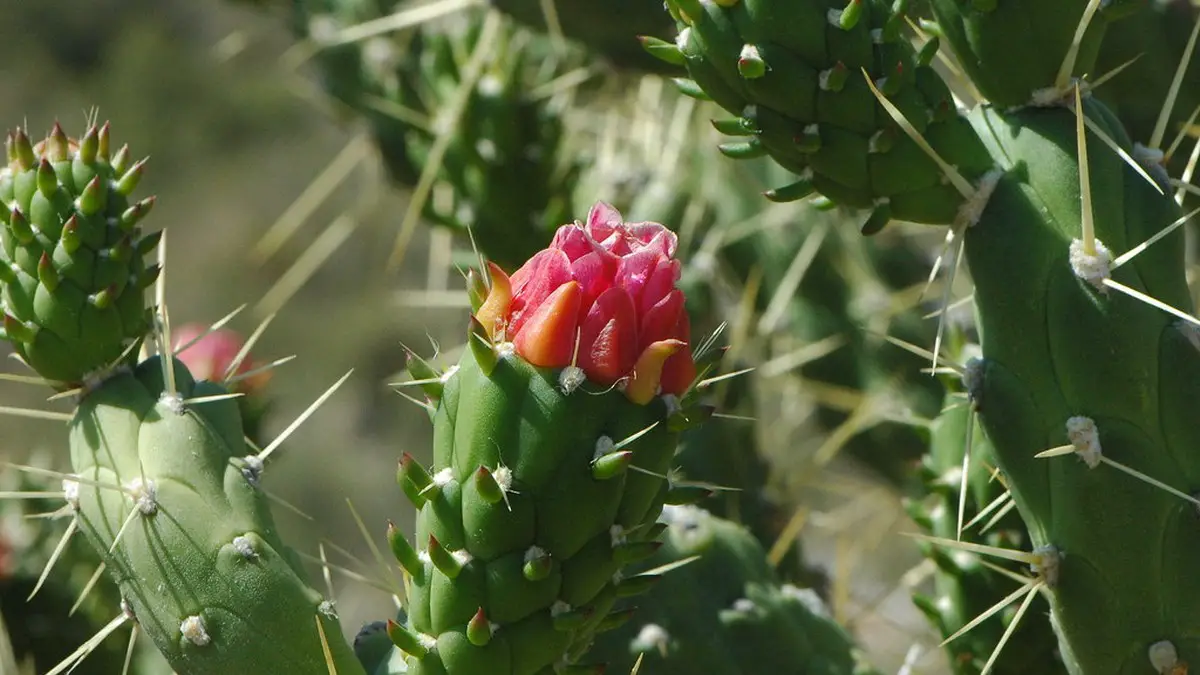 Fleur d'Austrocylindropuntia subulata