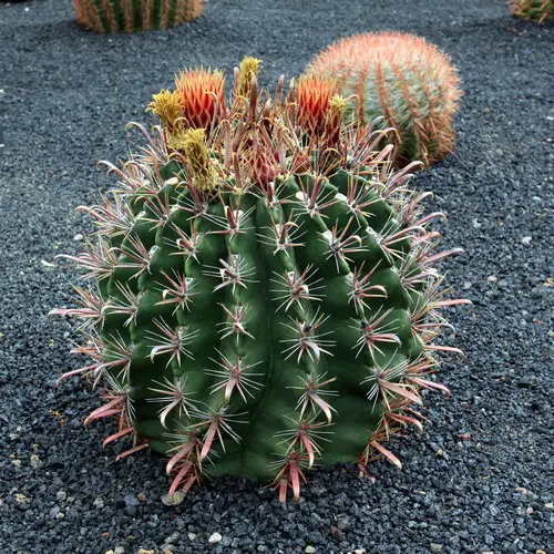 Ferocactus townsendianus