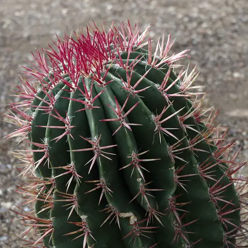 Ferocactus pilosus