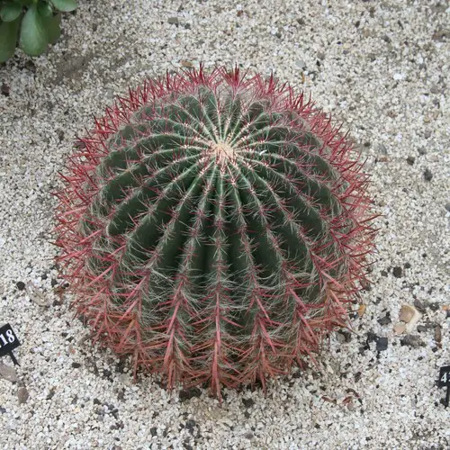 Ferocactus stainesii