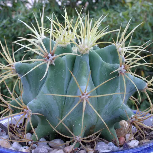 Ferocactus glaucescens 