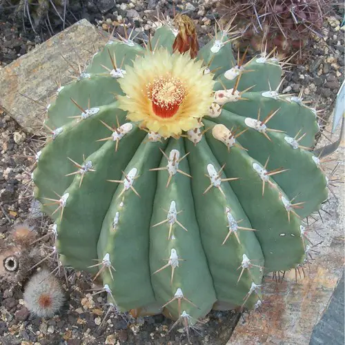 Ferocactus pottsii