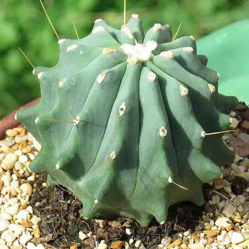 Ferocactus glaucescens f. nuda