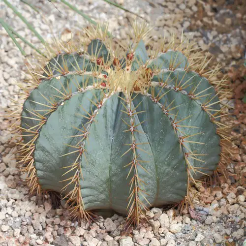 Ferocactus glaucescens