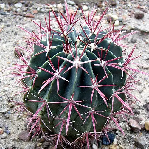 Ferocactus gracilis