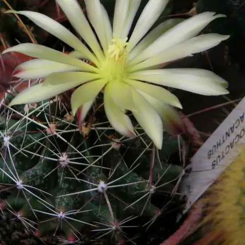 Ferocactus hamatacanthus