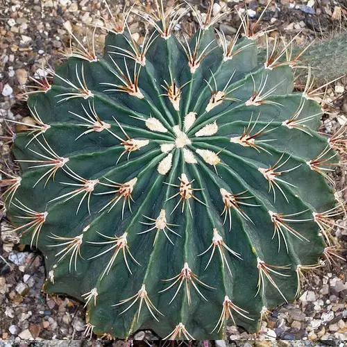 Ferocactus histrix