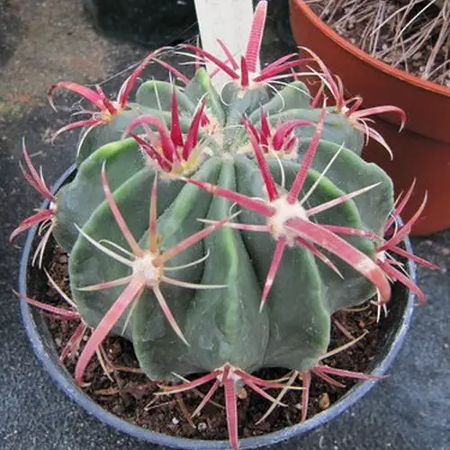 Ferocactus latispinus