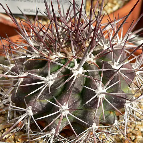 Ferocactus lindsayi