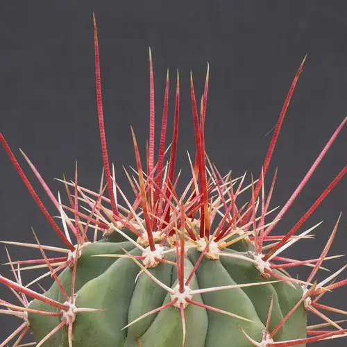 Ferocactus rectispinus