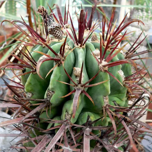 Ferocactus recurvus