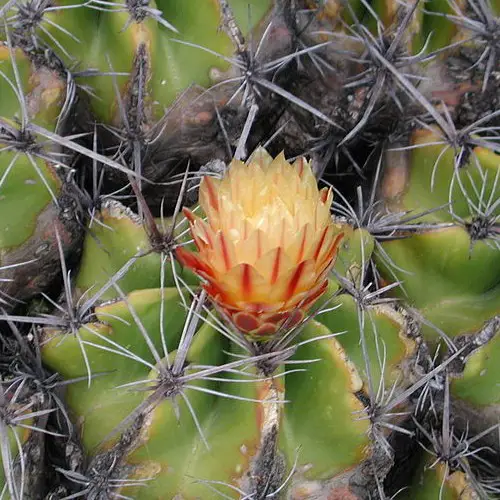 Ferocactus robustus