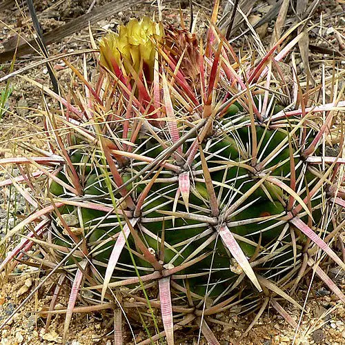 Ferocactus viridescens