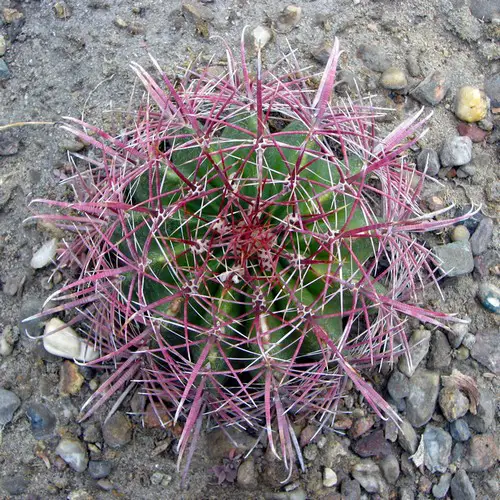 Ferocactus wislizenii