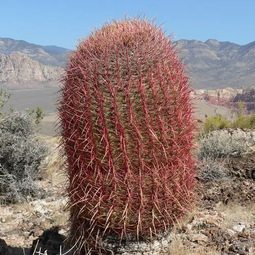 Ferocactus cylindraceus