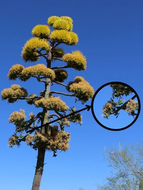 Fin fleurs agave