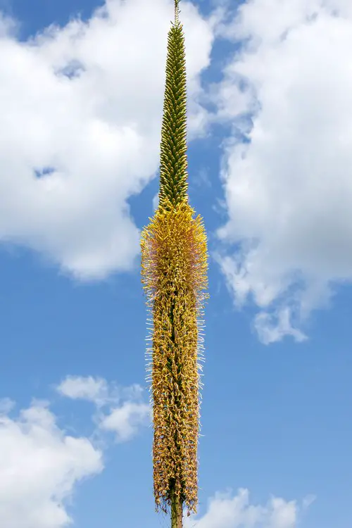 Fleur agave filifera