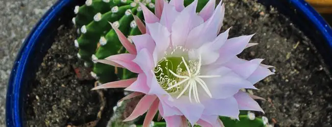 Fleur cactus