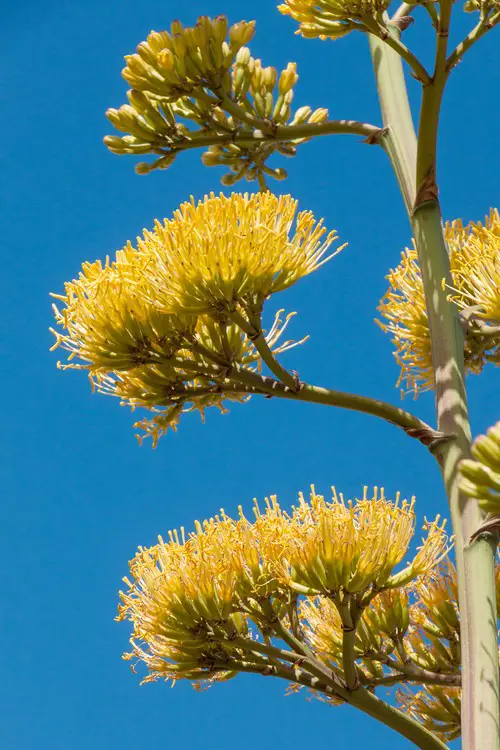 Fleurs agave americana