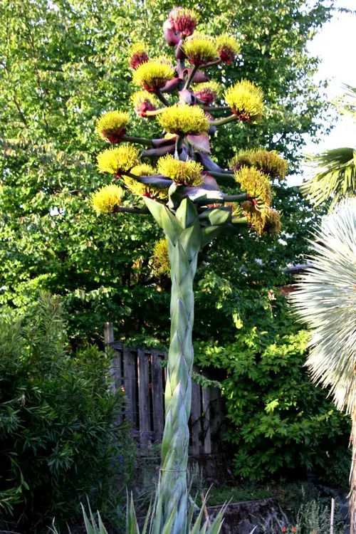 Fleurs agave montana