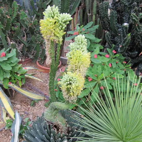 Fleurs d'agave victoriae-reginae
