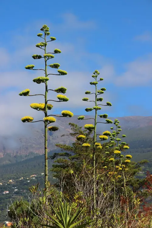 Agave americana fleurs