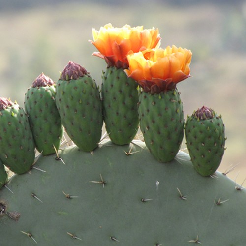 Fleurs d'Opuntia ficus-indica