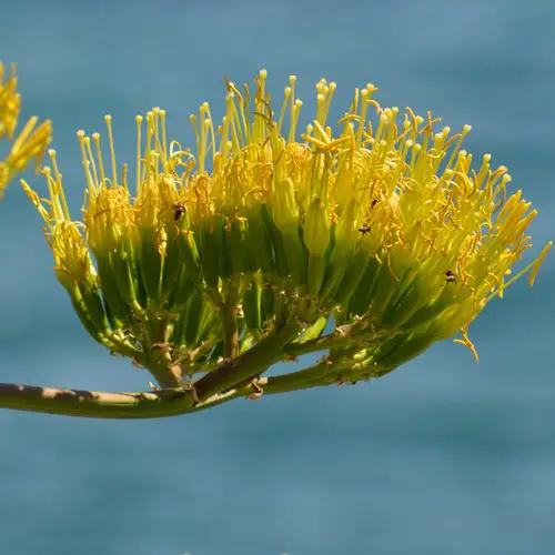 Fleurs d'agave pollinisées