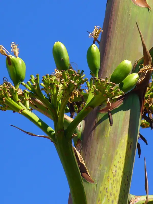 Fruits d'agave